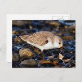 Sanderling Sandpiper Dines auf Clam am Strand Postkarte (Vorne/Hinten)