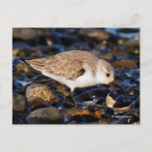 Sanderling Sandpiper Dines auf Clam am Strand Postkarte (Vorderseite)