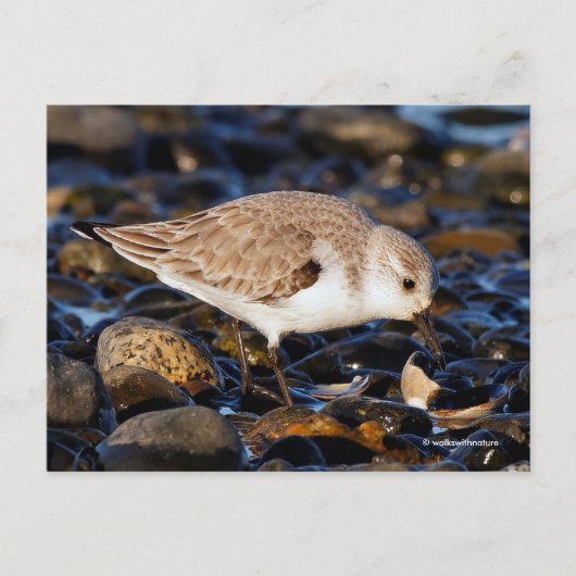 Sanderling Sandpiper Dines auf Clam am Strand Postkarte (Vorderseite)
