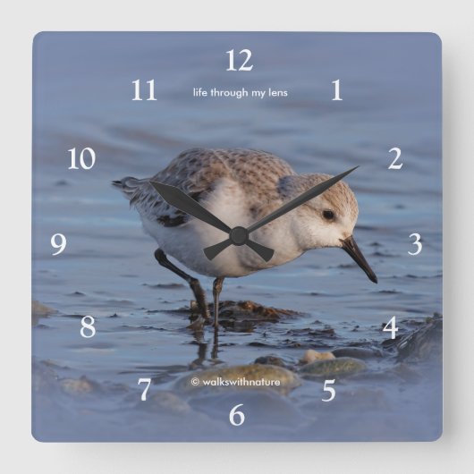 Sanderling Shorebird Spazieren zum Winterstrand Quadratische Wanduhr (Vorderseite)