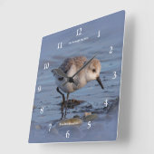 Sanderling Shorebird Spazieren zum Winterstrand Quadratische Wanduhr (Winkel)