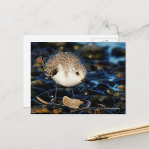 Sanderling Watvogel diniert an Klaffmuschel am Str Postkarte