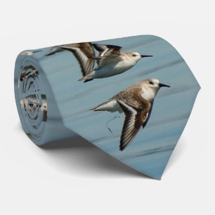 Sanderlings erheben sich in den Winternächten  Krawatte