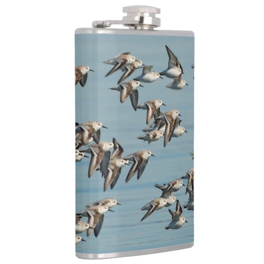 Sanderlings fliegen im Winter Flachmann (Rechts)