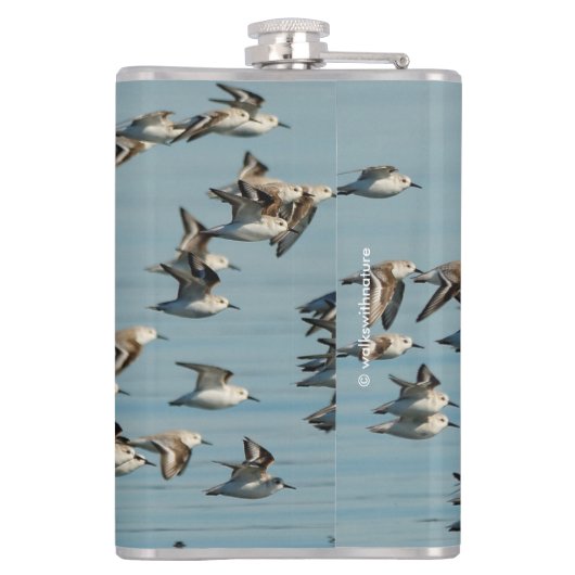 Sanderlings fliegen im Winter Flachmann (Rückseite)