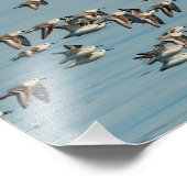 Sanderlings fliegen im Winter Fotodruck (Ecke)