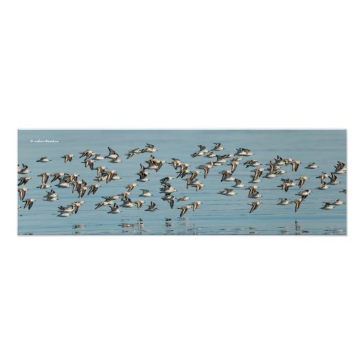Sanderlings fliegen im Winter Fotodruck (Vorne)