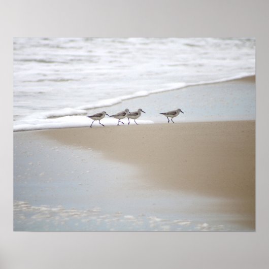 Sanderlings Wandern am Strand Farbe 16x20 Poster (Vorne)