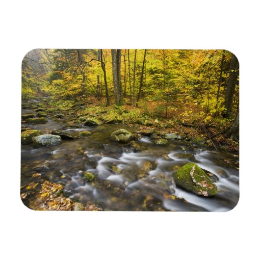 Sanderson Brook. Chester-Blanford Staat Forest. Magnet (Horizontal)