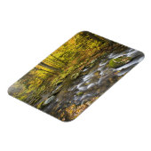 Sanderson Brook. Chester-Blanford Staat Forest. Magnet (Linke Seite)