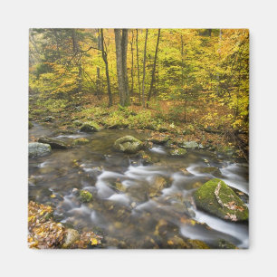 Sanderson Brook. Chester-Blanford Staat Forest. Magnet