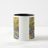 Sanderson Brook. Chester-Blanford Staat Forest. Tasse (Zentrum)