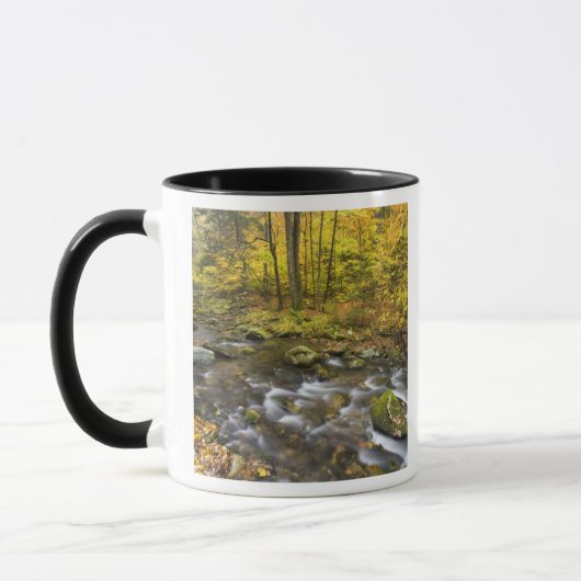 Sanderson Brook. Chester-Blanford Staat Forest. Tasse (Links)