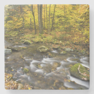 Sanderson Brook. Chester-Blanford State Forest. Steinuntersetzer