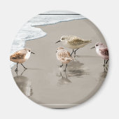 Sandfänger an der Küste Magnet (Vorne)