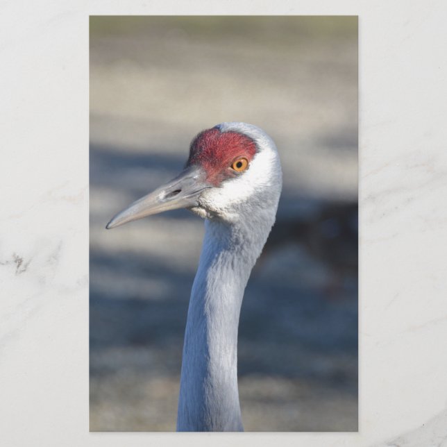 Sandhill Crane (Vorderseite)
