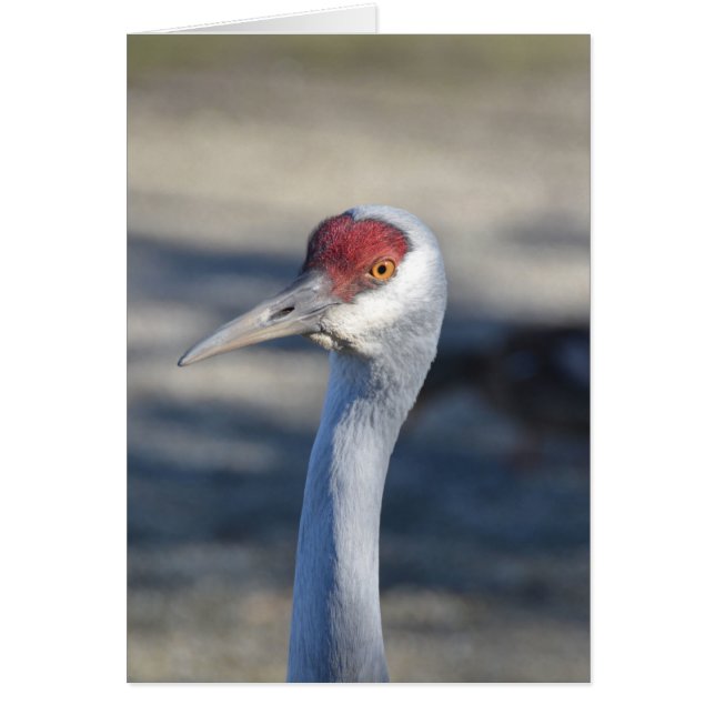 Sandhill Crane (Vorne)