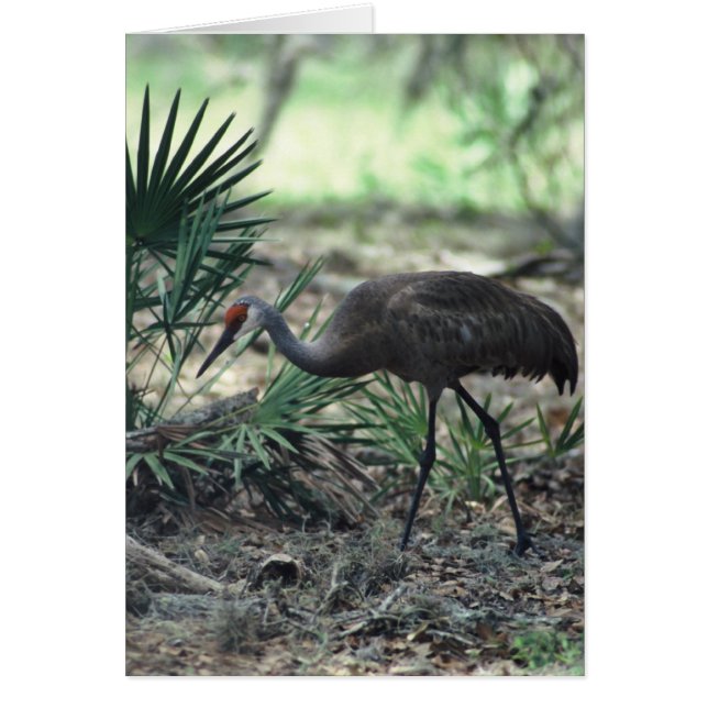 Sandhill Crane (Vorne)