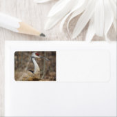 Sandhill Crane-Adresseetiketten (Insitu)