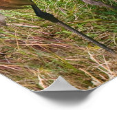 Sandhill Crane am Teich Poster (Ecke)