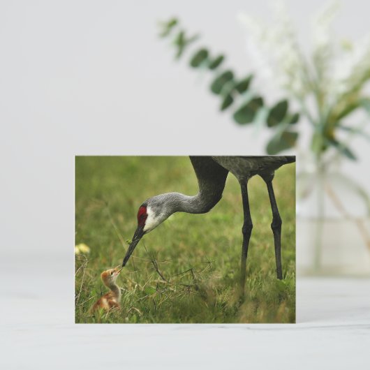 Sandhill Crane & Baby Postcard Postkarte (Stehend Vorderseite)