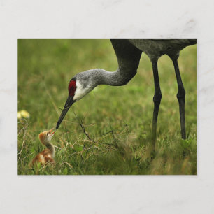 Sandhill Crane & Baby Postcard Postkarte