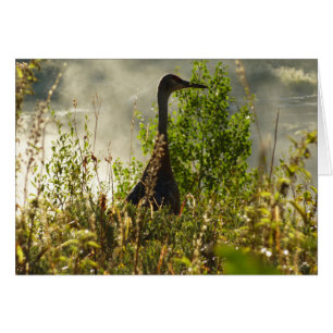 Sandhill Crane bei Moose Ponds in Grand Teton