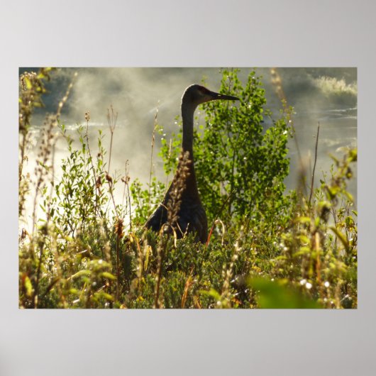 Sandhill Crane bei Moose Ponds in Grand Teton Poster (Vorne)