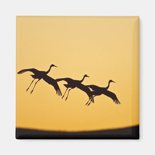 Sandhill Crane bei Sonnenuntergang Magnet (Vorne)