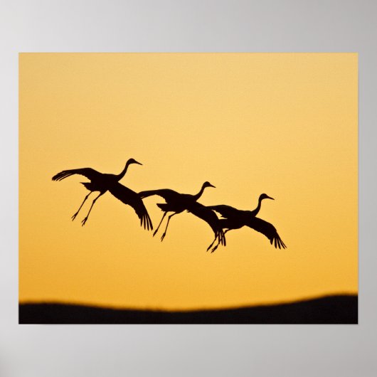Sandhill Crane bei Sonnenuntergang Poster (Vorne)