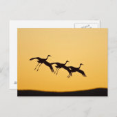 Sandhill Crane bei Sonnenuntergang Postkarte (Vorne/Hinten)