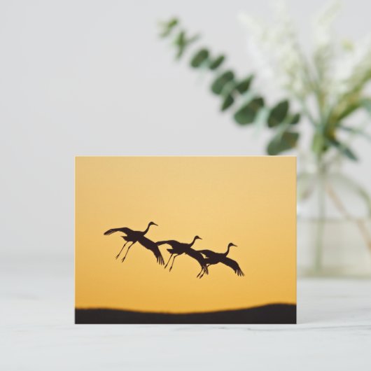 Sandhill Crane bei Sonnenuntergang Postkarte (Stehend Vorderseite)
