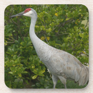 Sandhill Crane Bird Foto Getränkeuntersetzer