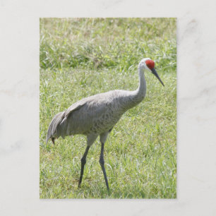 Sandhill Crane Bird Foto Postkarte