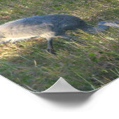 Sandhill Crane Birds Eating Grass Foto Poster (Ecke)