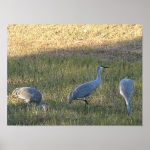 Sandhill Crane Birds Eating Grass Foto Poster