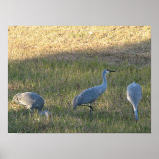 Sandhill Crane Birds Eating Grass Foto Poster