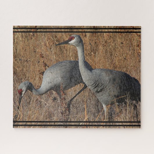 Sandhill Crane Birds Wildlife Animal Jigsaw Puzzle (Horizontal)