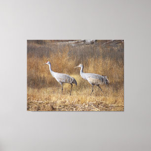 Sandhill Crane Birds Wildtiere Fotografie Leinwanddruck
