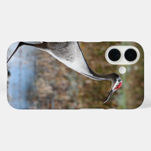 Sandhill Crane Case-Mate iPhone Hülle (Rückseite (Horizontal))