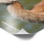 Sandhill Crane Colt Fotodruck (Ecke)