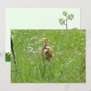 Sandhill Crane Colt (Küken) Flachkarte
