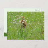 Sandhill Crane Colt (Küken) Postkarte (Vorne/Hinten)