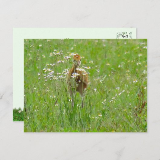 Sandhill Crane Colt (Küken) Postkarte (Vorne/Hinten)