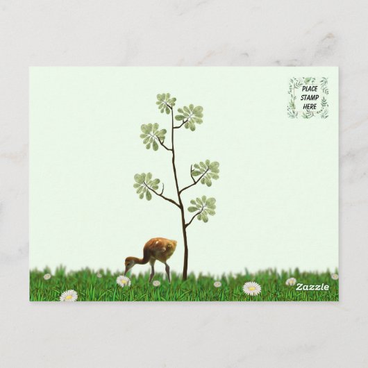 Sandhill Crane Colt (Küken) Postkarte (Rückseite)