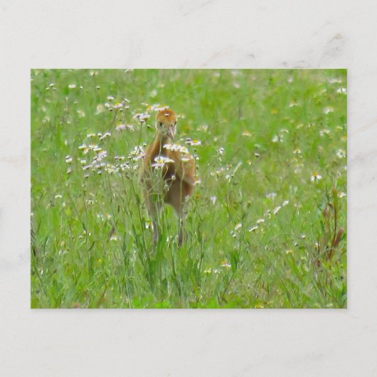 Sandhill Crane Colt (Küken) Postkarte (Vorderseite)