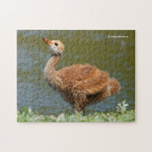 Sandhill Crane Colt Puzzle