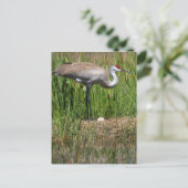 Sandhill Crane & Egg Postkarte (Stehend Vorderseite)