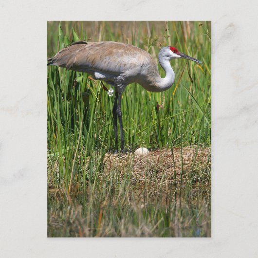 Sandhill Crane & Egg Postkarte (Vorderseite)