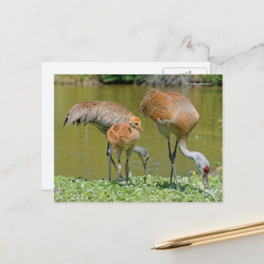 Sandhill Crane Eltern und Küken Postkarte (Vorderseite/Rückseite Beispiel)